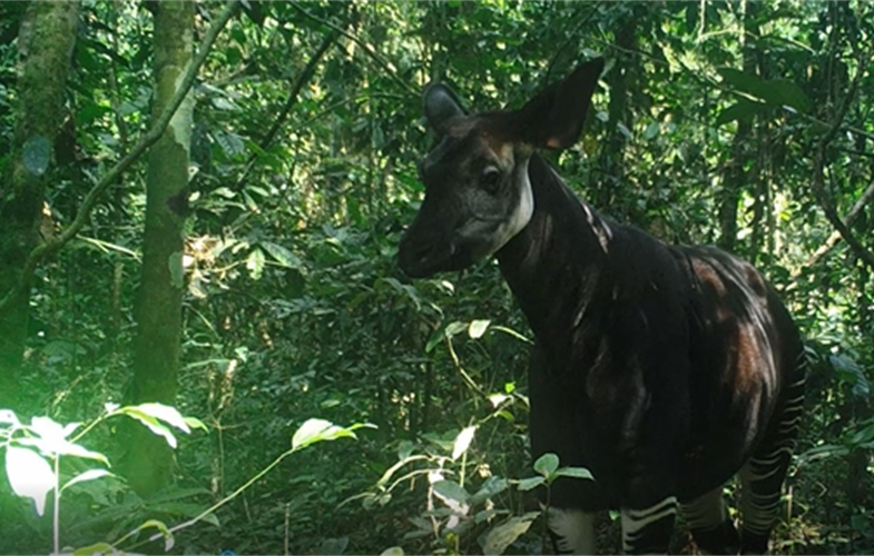 Wild Okapi caught on a camera trap in the Okapi Wildife Reserve. Copyright Okapi Conservation Project